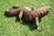 Komodo Waran Varan XXL ca. 80 cm Suar Holz Drachen Handarbeit ! Kein Versand ! Holzfigur