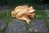 Frosch mit Glücksmünze im Mund Jempinis Holz Handarbeit Holzfigur
